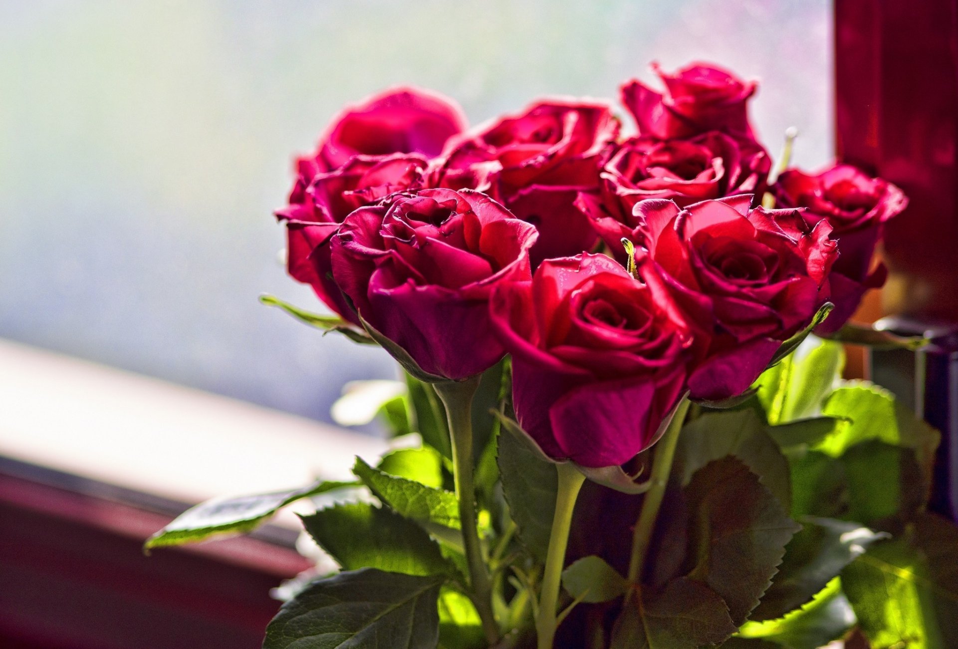 rosen blumenstrauß scharlachrot blumen