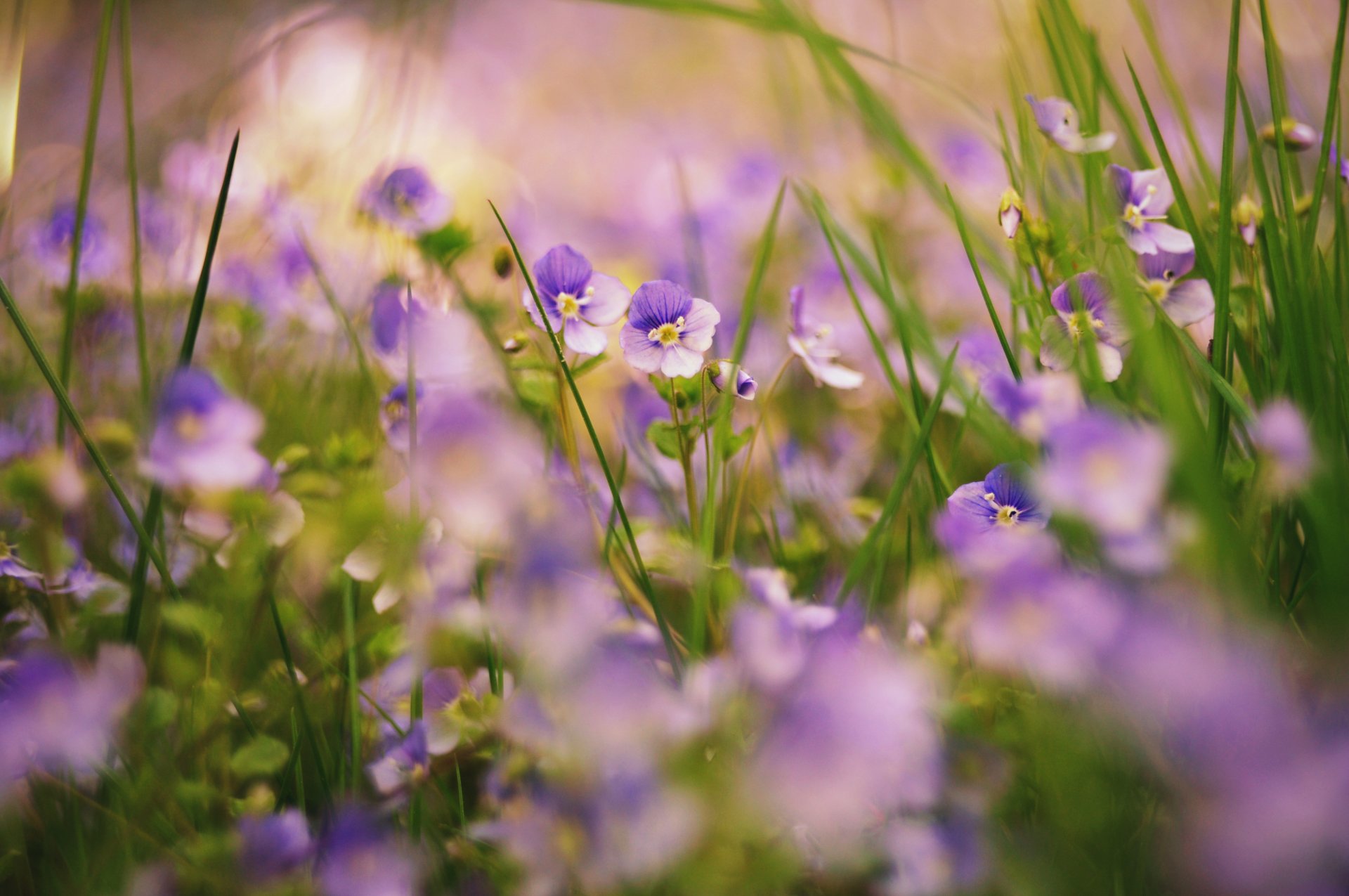 blumen gras natur pflanzen