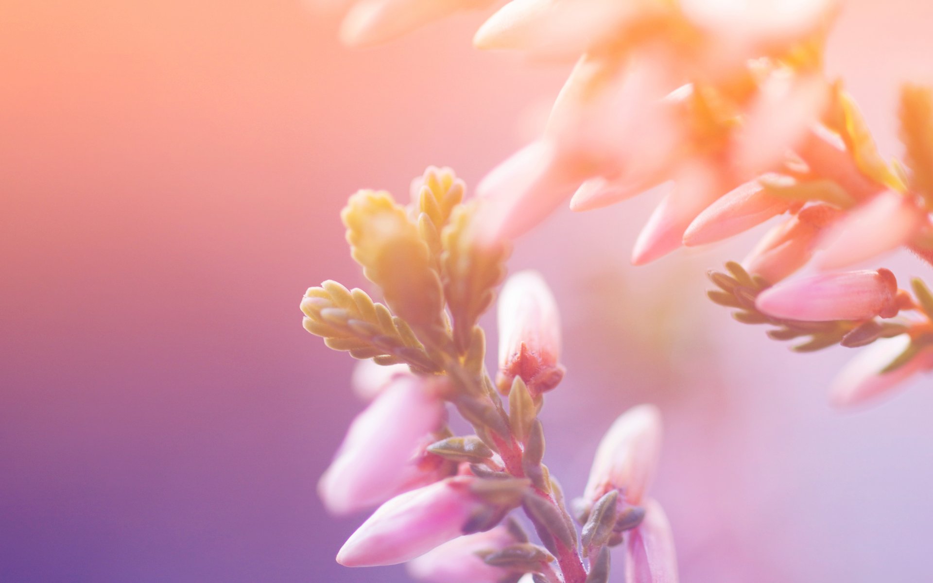 flowers petals macro nature light paints macro colors 1000000