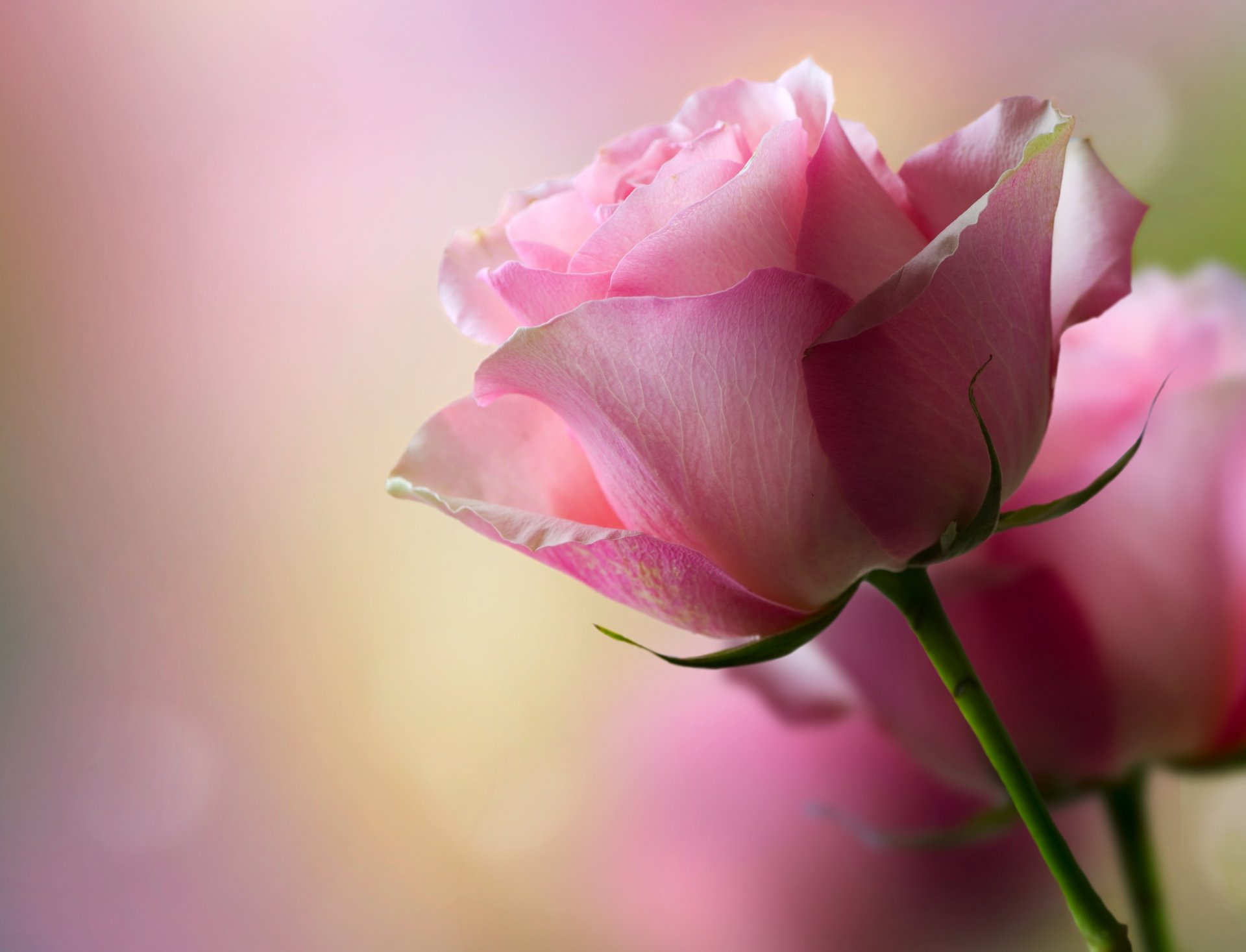 fiore rosa petali bokeh