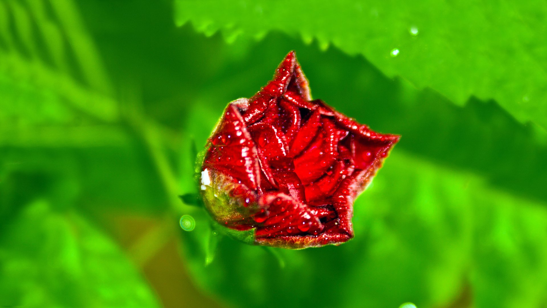 tło czerwona róża płatki krople rosa makro