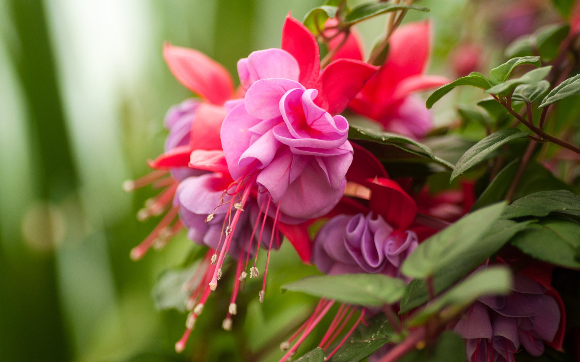 fleurs fuchsia feuilles rose lilas