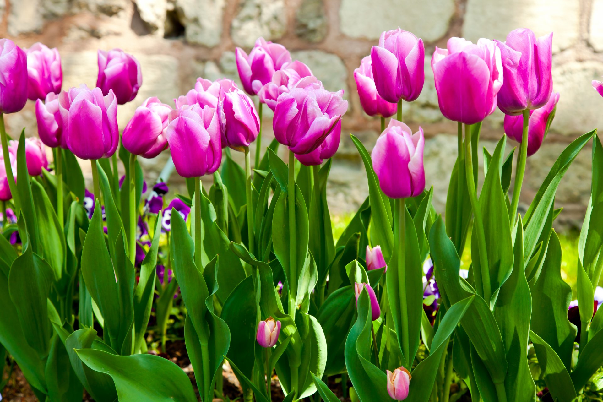 tulipany liliowe łodygi liście ogród kwiaty wiosna