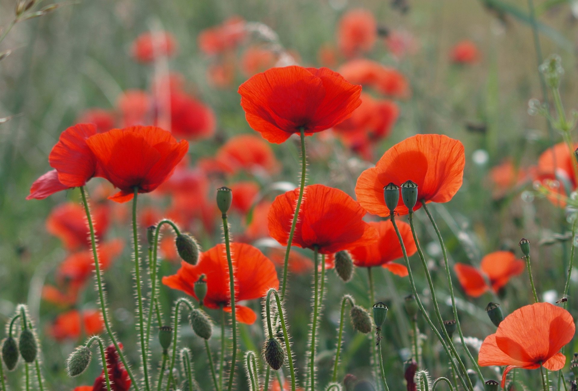 amapolas rojos campo verano naturaleza