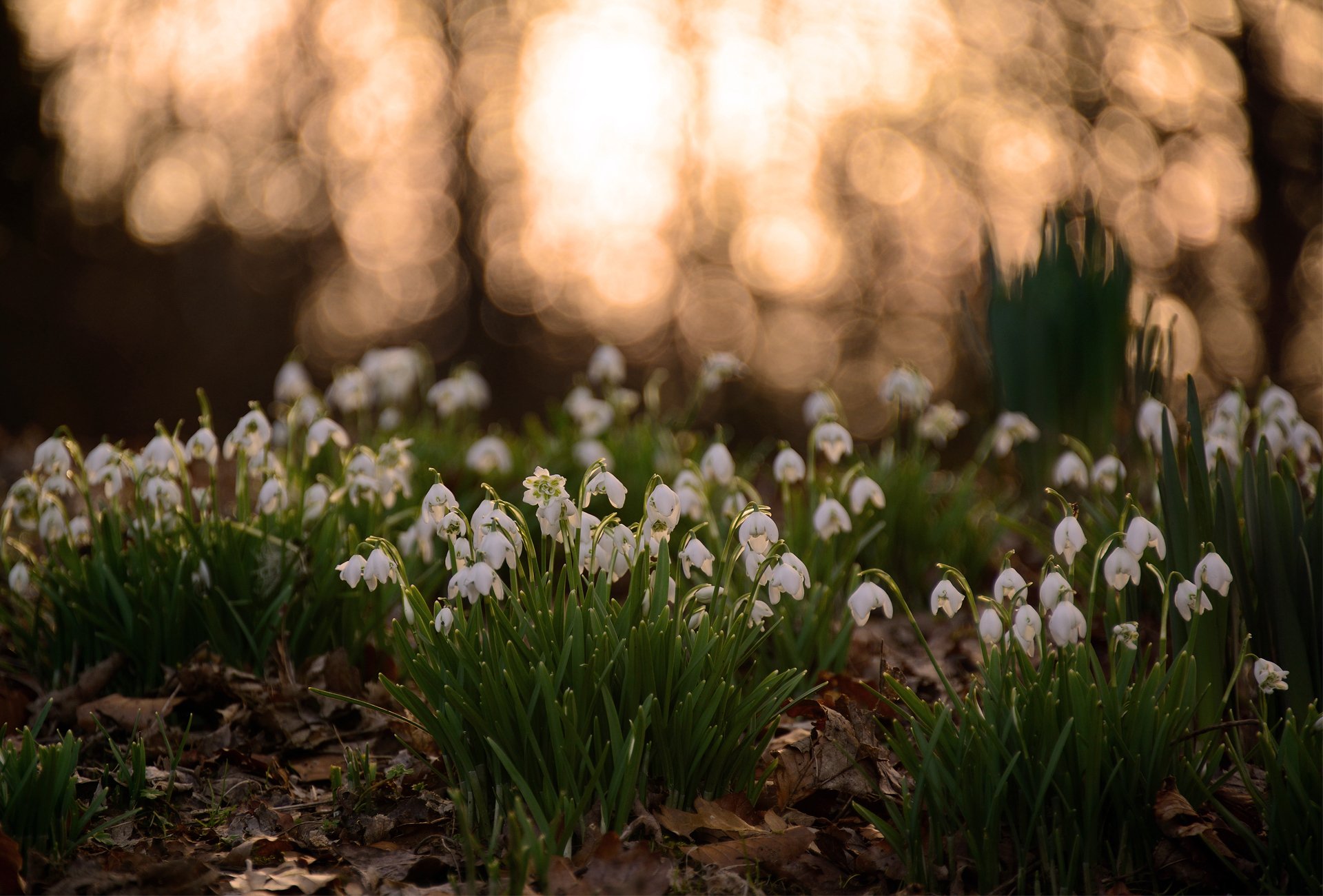 pring snowdrops field white leave