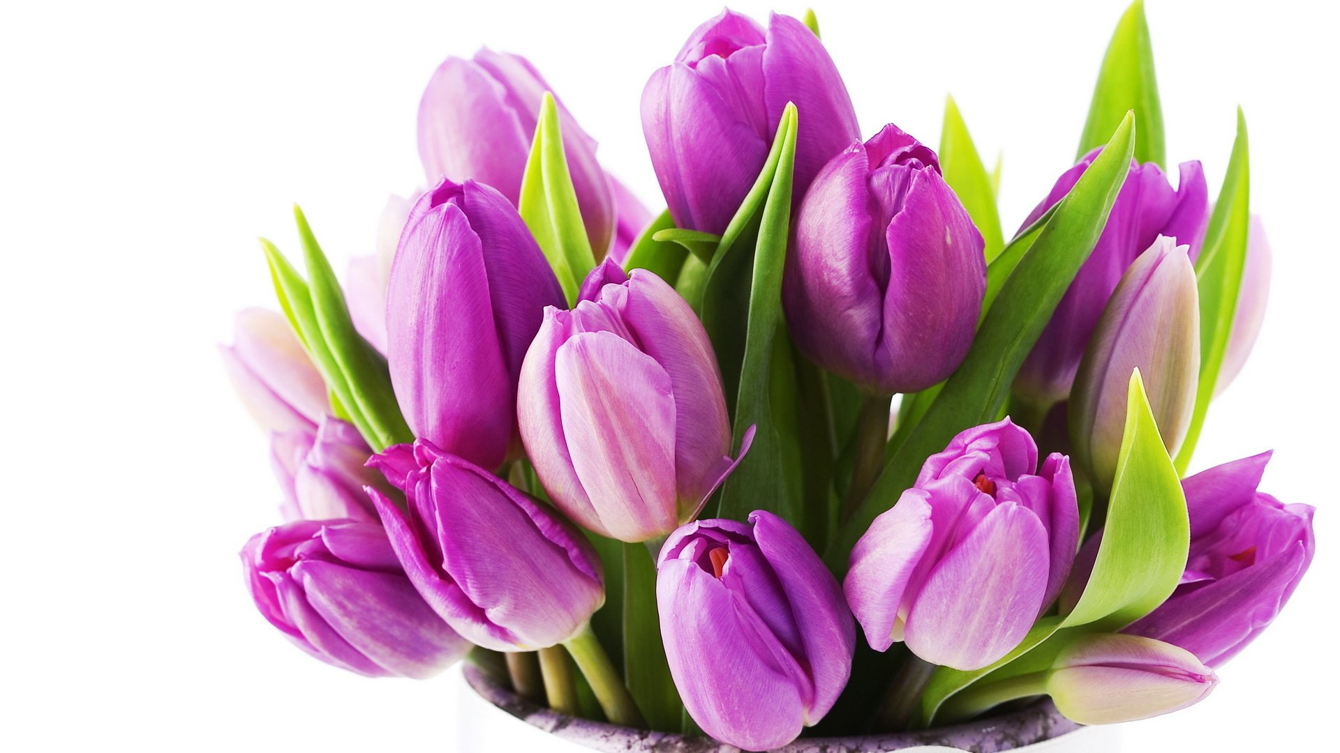 tulipes lilas belle fleurs fleur bouquet printemps nature