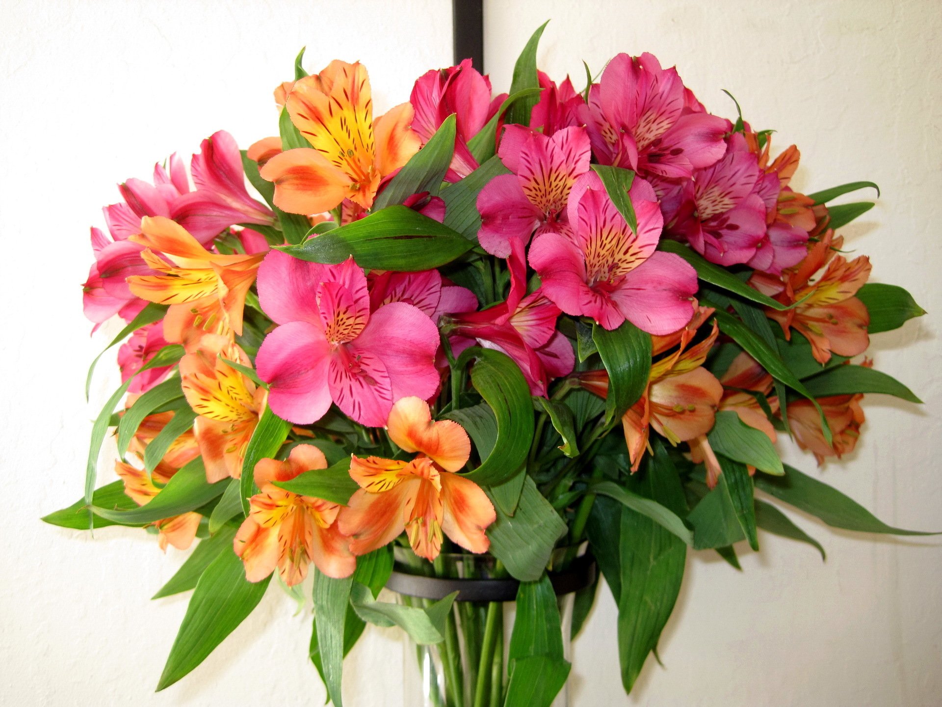 fiori fiore bouquet natura alstromeria alstroemeria