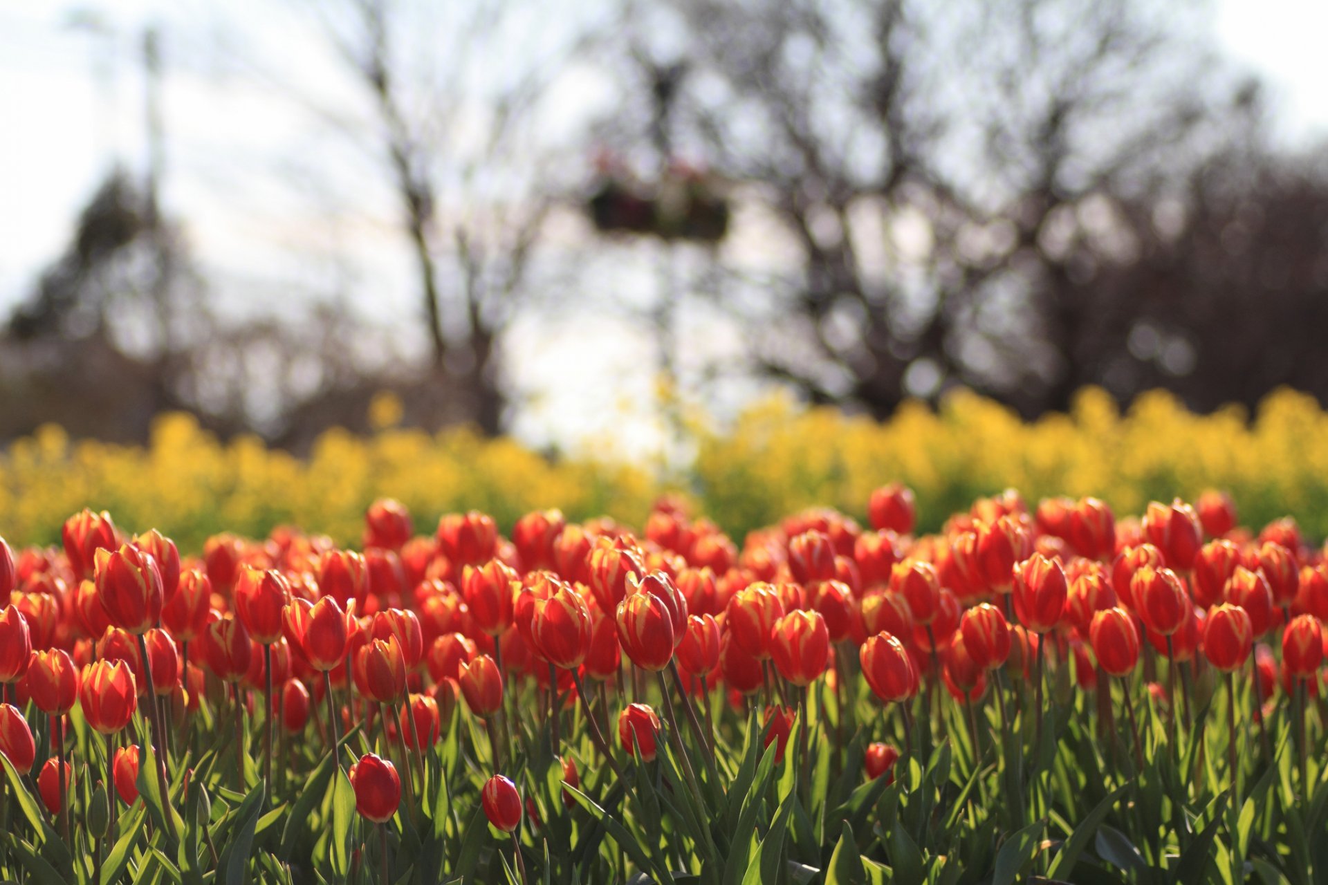 tulipes jaune rouge fleurs champ flou