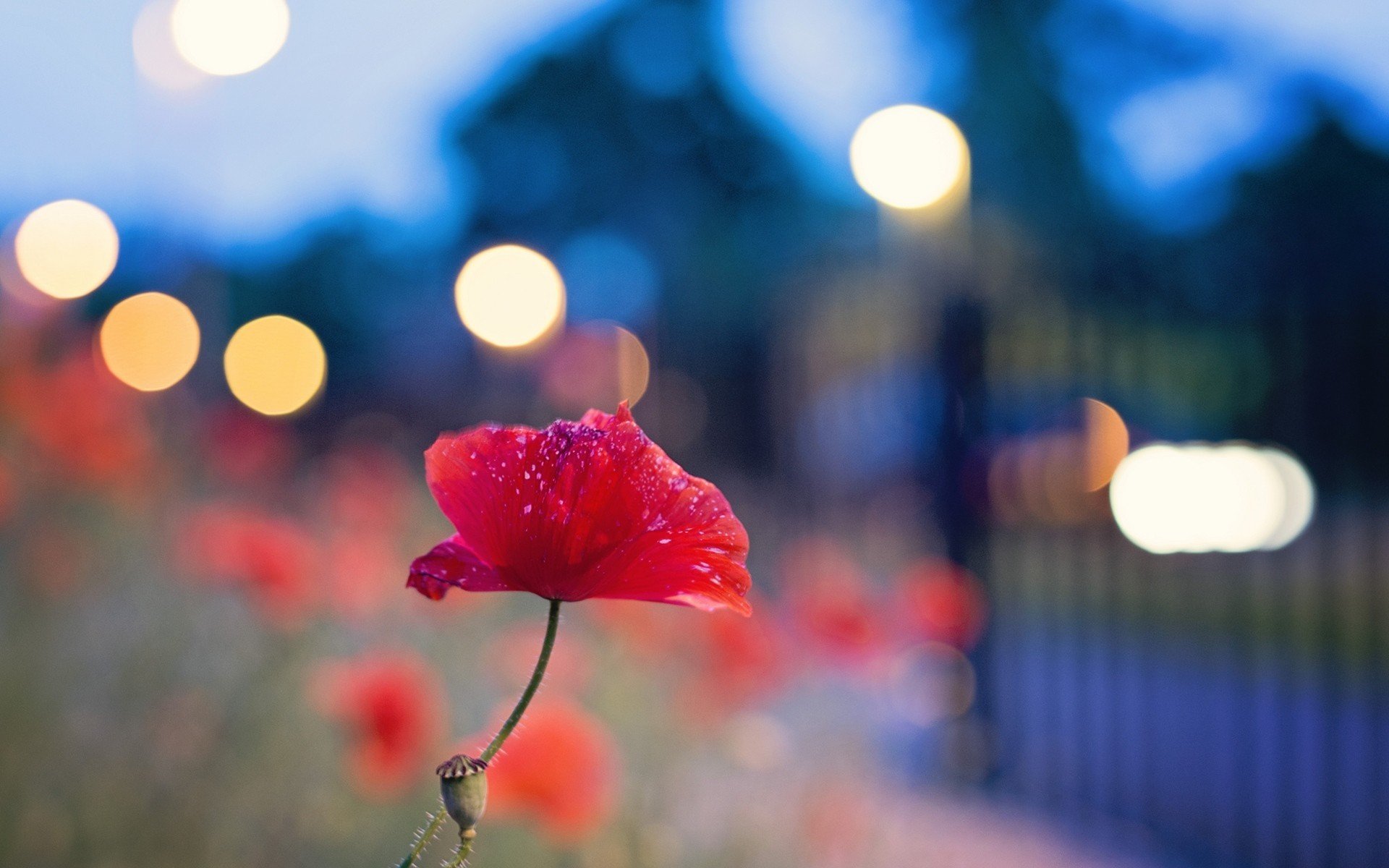 mohn blume bokeh lichter