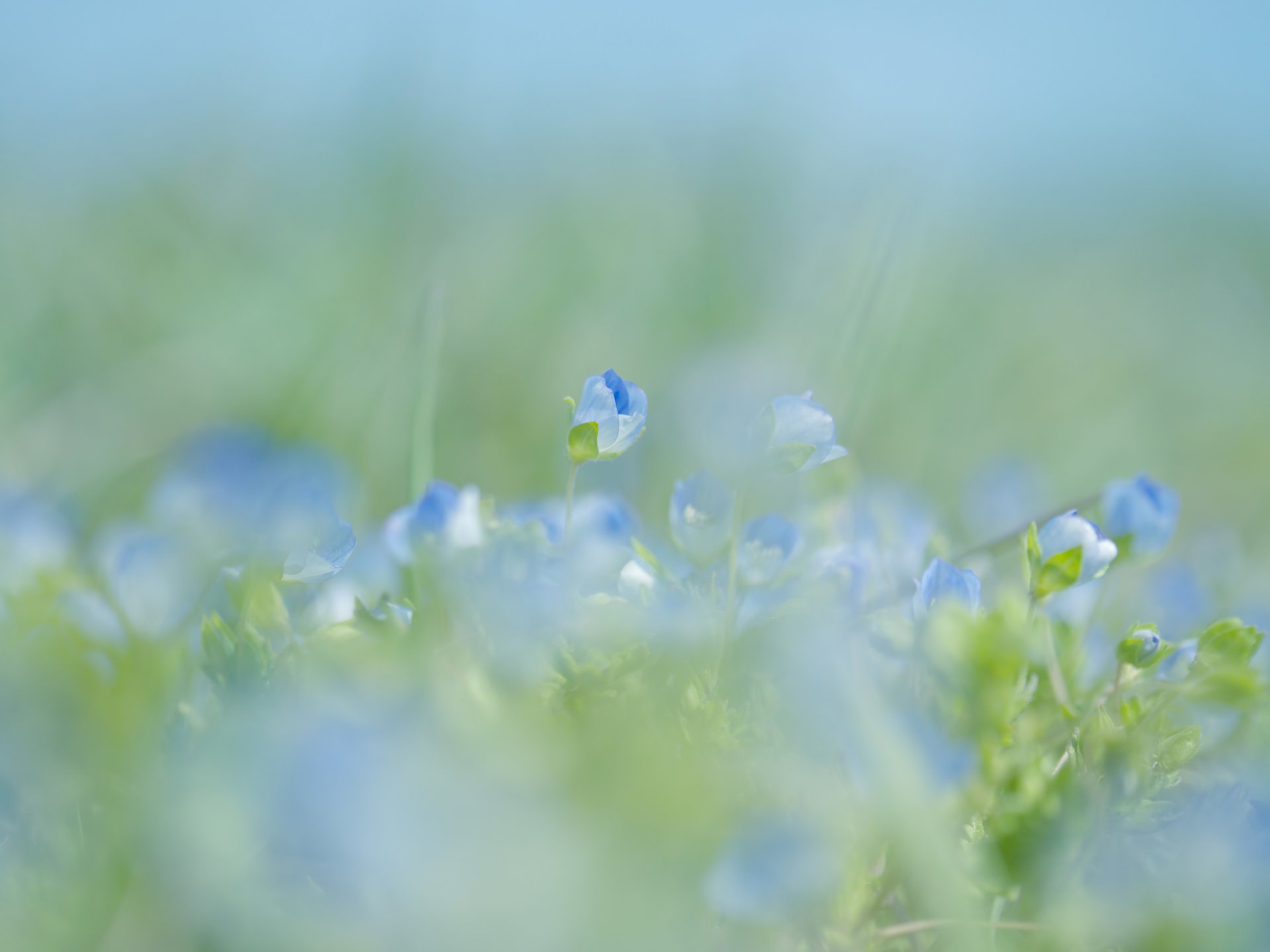 fleurs bleu printemps flou doucement macro nature