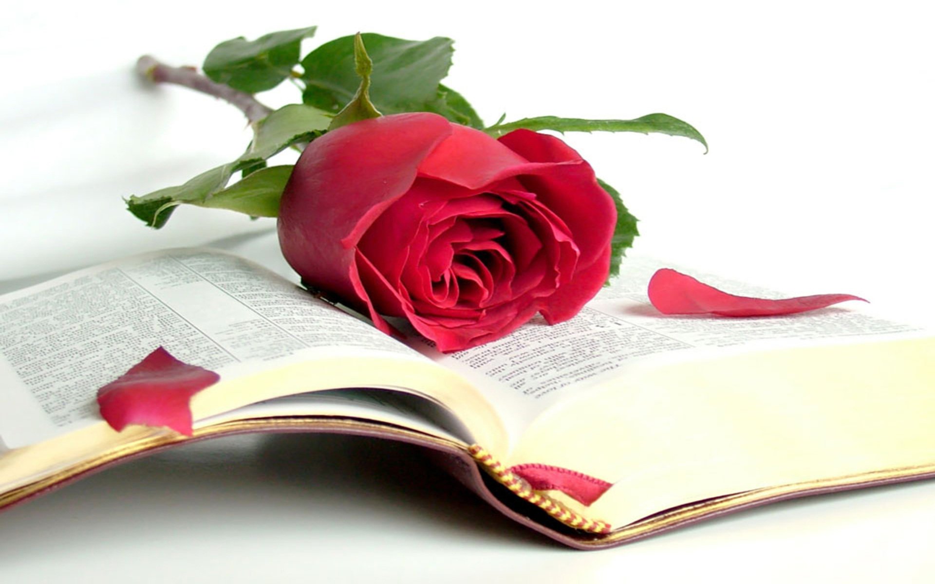 bible rose livre beauté sagesse livre ouvert