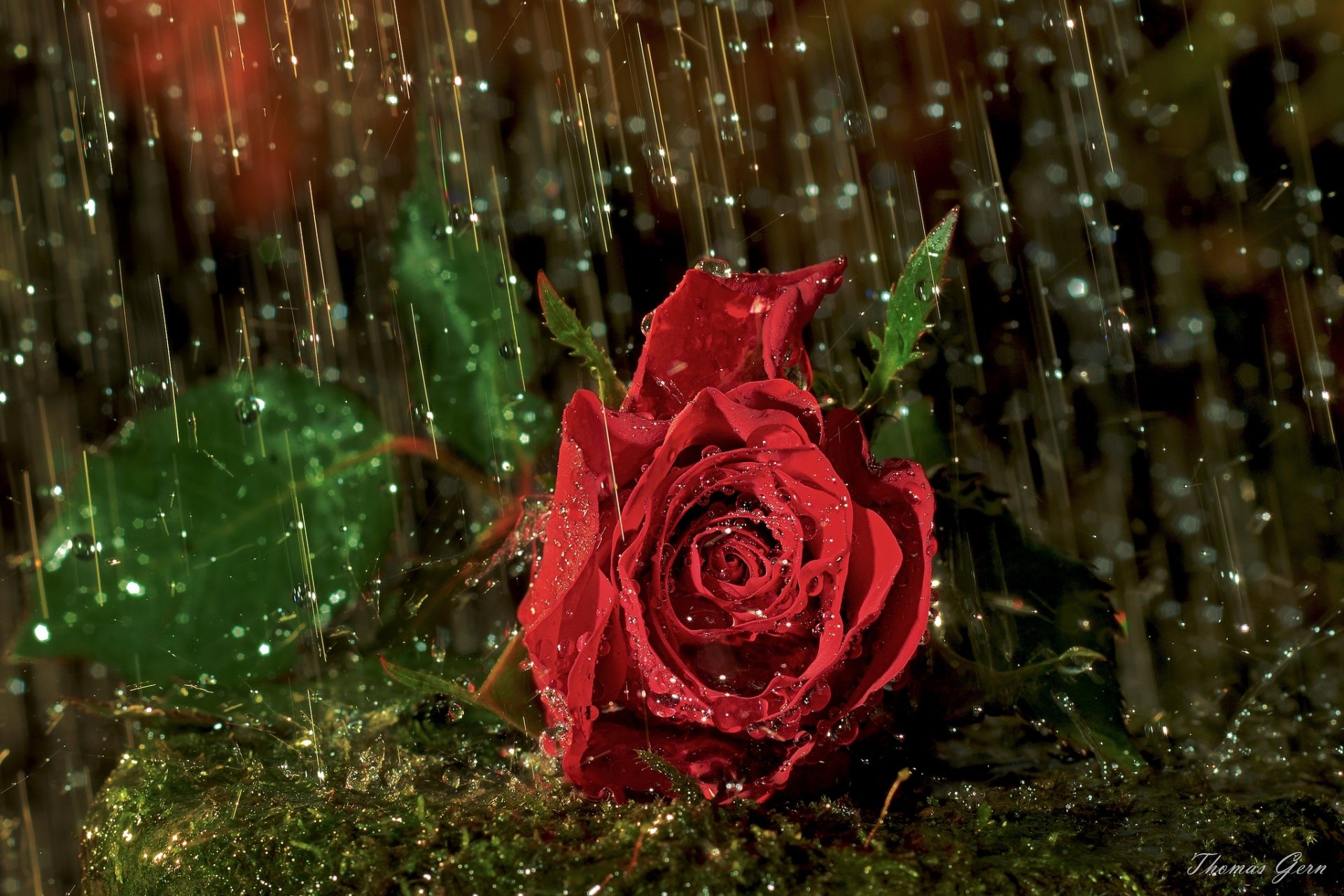 rosa brote macro gotas lluvia