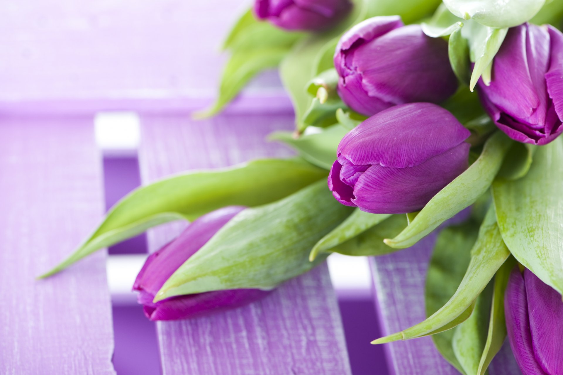 fiori tulipani viola bouquet