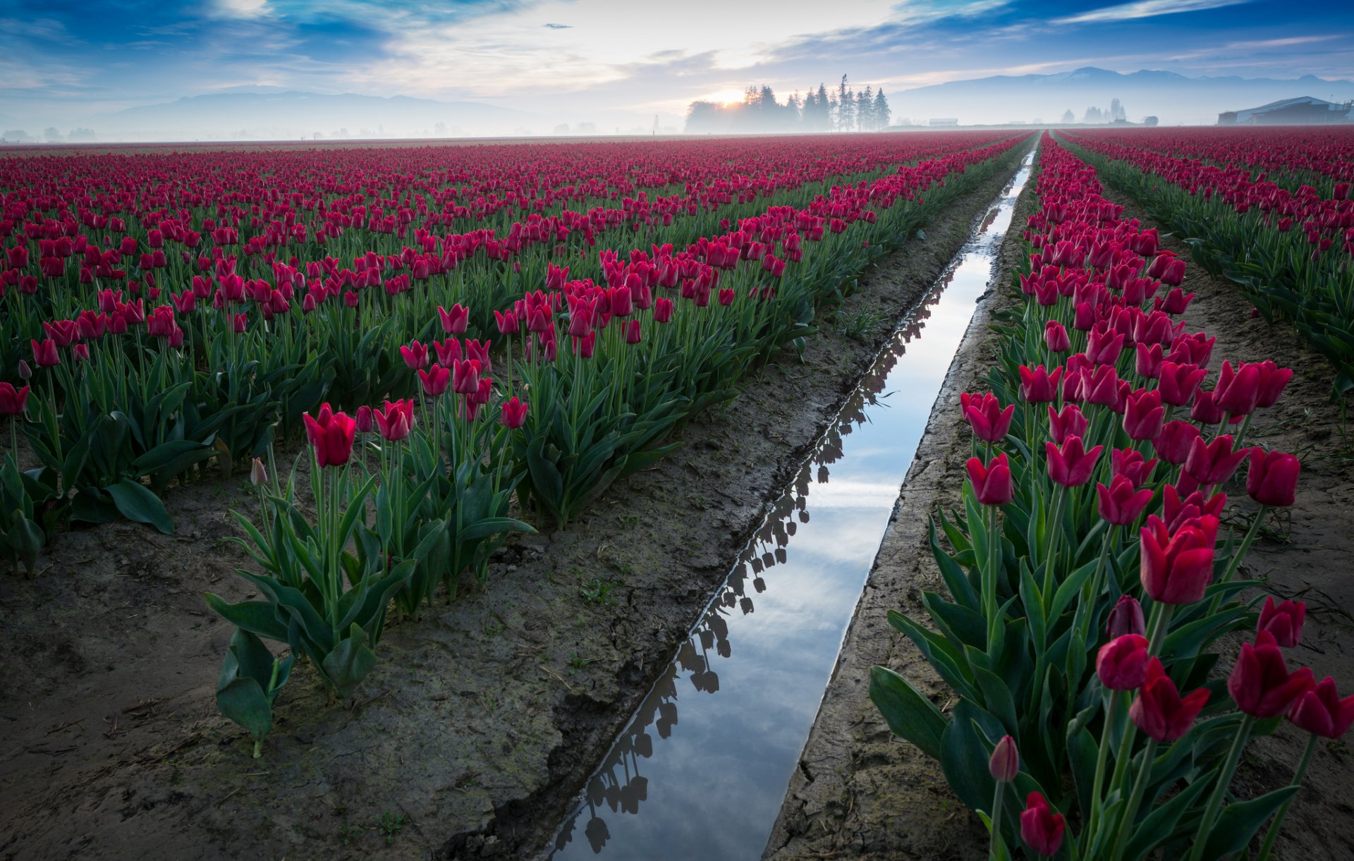 fleurs tulipes champ ciel