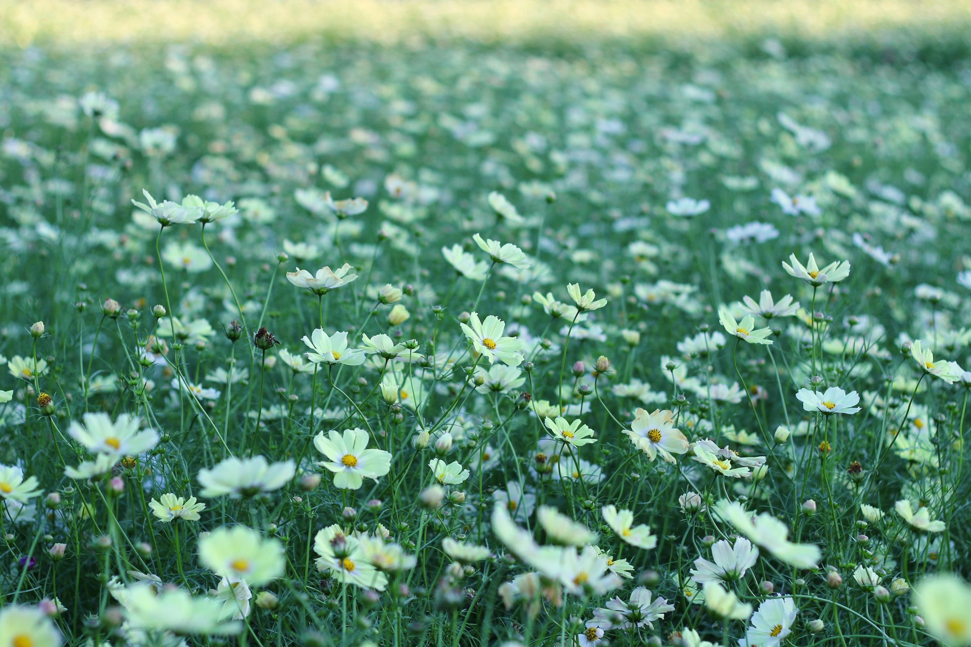 kosmea blumen weiß blütenblätter lichtung feld grün gras sommer natur