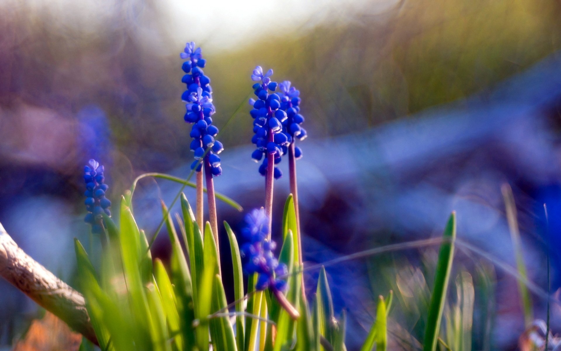 fiori natura muscari