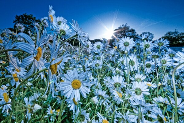 Field of daisies against the sky