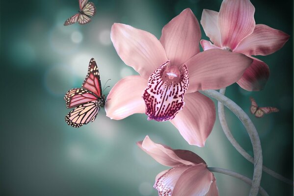 Butterflies flew to the delicate orchids