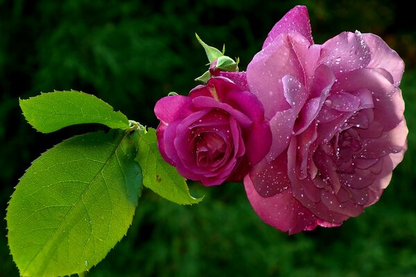 Gotas de rocío en pétalos de rosa