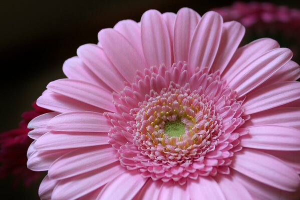 Suavemente rosa gerbera primer plano