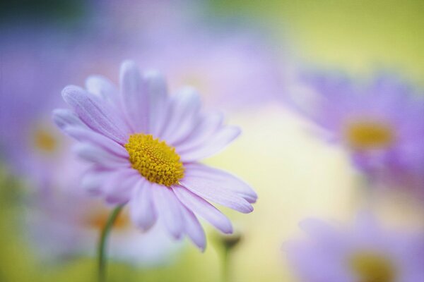 Delicadas flores en colores pastel