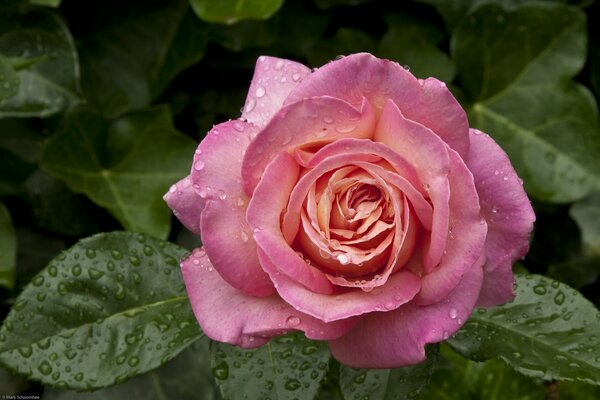 Gotas de rocío en una rosa