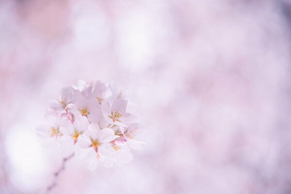 Pink petals of sakura flowers