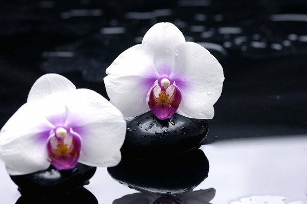 Flores de orquídeas blancas sobre piedras negras lisas sobre un fondo oscuro