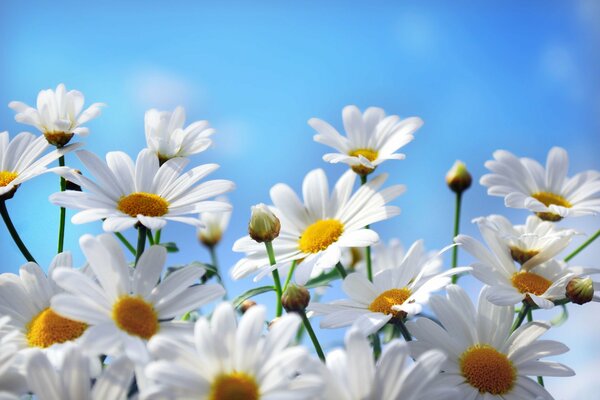 Lots of daisies against the blue sky