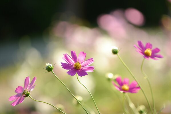 Desktop wallpaper with pink flowers