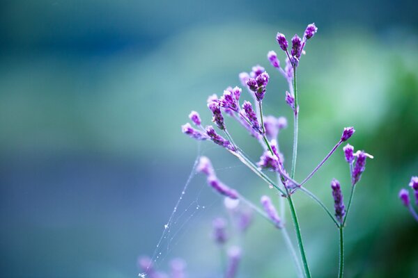 Belle branche de fleur lilas dans la rosée du matin et la toile d araignée