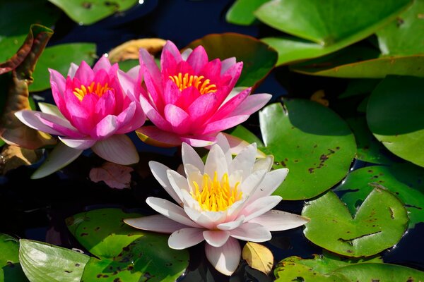 Water lilies in leaves on the water