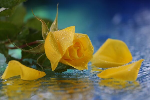 Rosa amarilla en gotas de agua