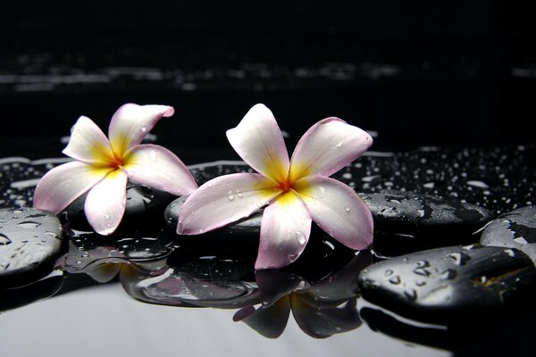 Amazing beauty of flowers in the wild with raindrops on a dark background