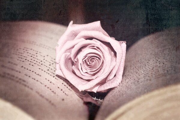 Beautifully processed photo: a rose lies on the pages of books