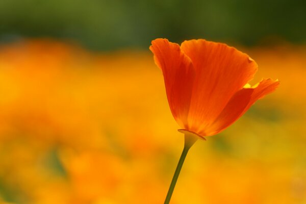 Coquelicot rouge sur un champ orange