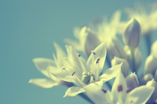 Flores blancas en el fondo. Macro