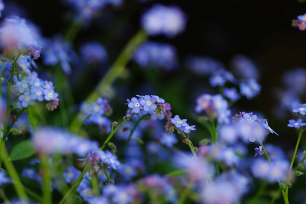 Vergissmeinnicht blaue Wildblumen