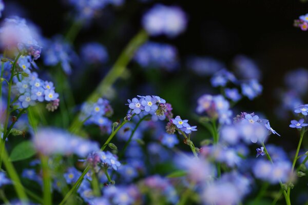 Myosotis fleurs sauvages bleues