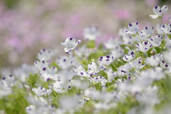 Fleurs blanches et violettes délicates, nature