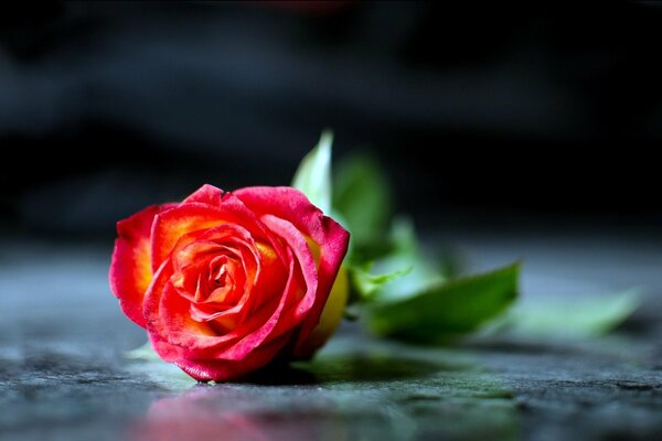 A rose on the cold marble of the obelisk