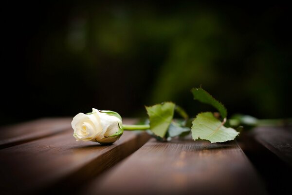 Rose blanche se trouve sur des planches de bois