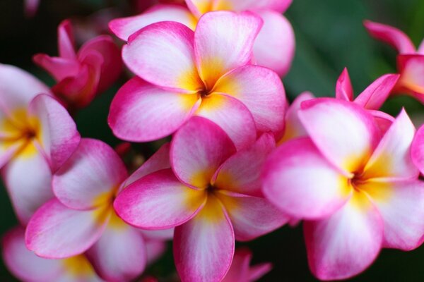 Цветы бело-розовой плюмерии