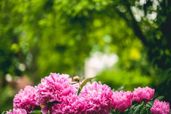 Petali di peonia rosa nella foresta