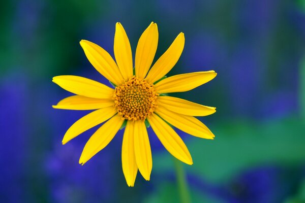 Delicate petals of a yellow flower