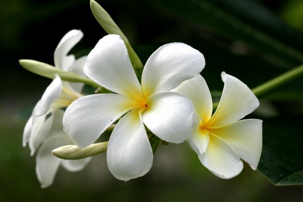 Fleurs de plumeria blanc-jaune