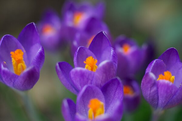 Crocuses purple flowers