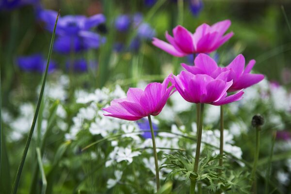 Flowers with pink petals on a background of white and blue flowers