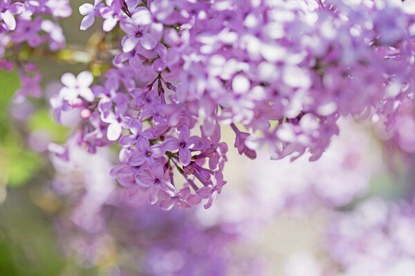 Lush blurred branches of lilac