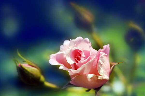 Delicate beautiful rose, macro shot